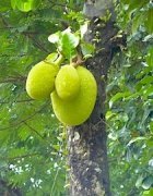 picture of jackfruits on tree