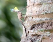picture of gliding lizard in malaysia