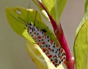 picture of a moth in malaysia