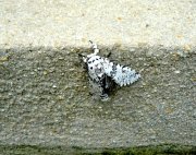 moth photo (female)