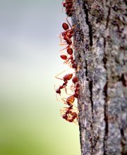 line of ants going up a tree photo