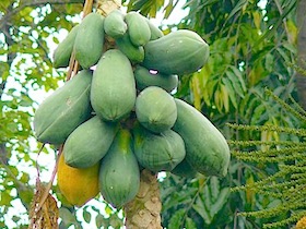 photo of papayas on tree
