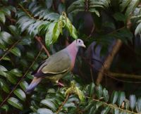 little green pigeon, bird in Malaysia