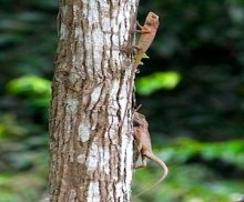 photo of garden fence lizards on tree