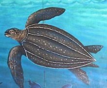leather-back turtle image