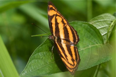 image of Malayan Lascar butterfly