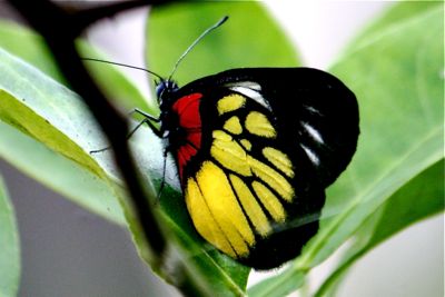 picture of Red Base Jezebel butterfly