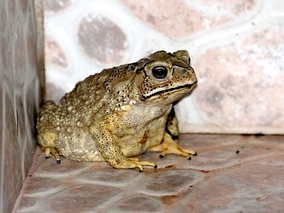 picture of toad found in malaysia