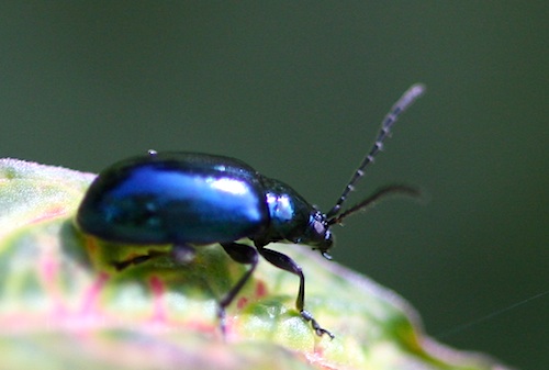 photo of a malaysian blue scarab beetle