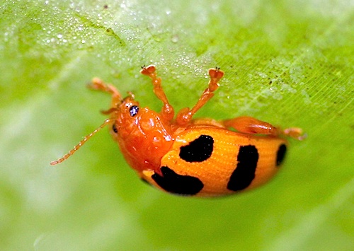 photo of a malaysian spotted weevil