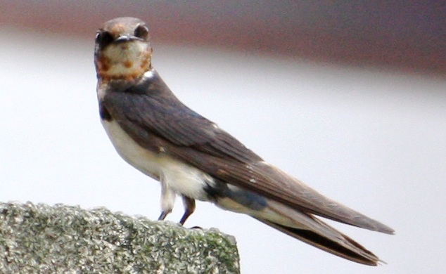 barn swallow