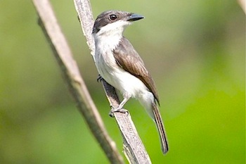 black-winged flycatcher shrike (female)