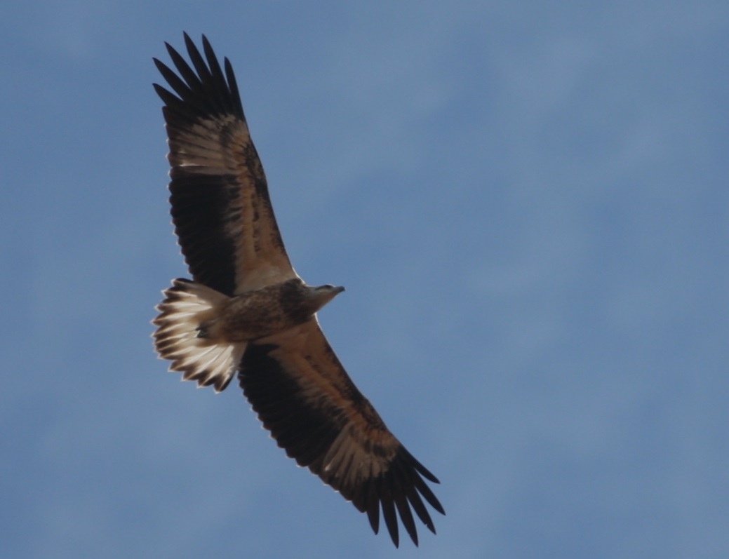 brahminy kite