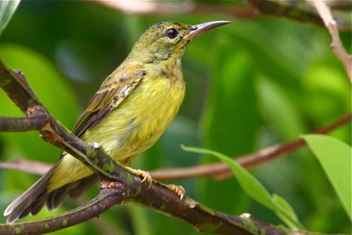 female brown-throated sunbird