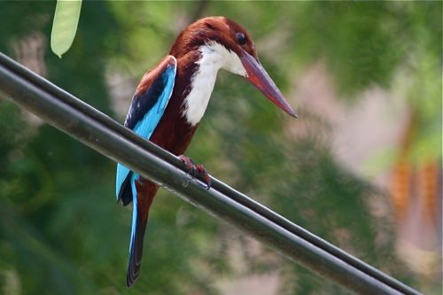 white-throated kingfisher