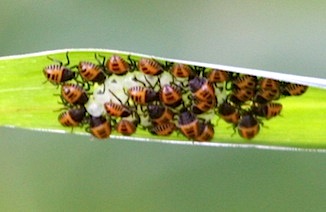 photo of newly hatched nymphs of bugs in Malaysia