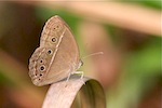 photo of bush brown with closed wings