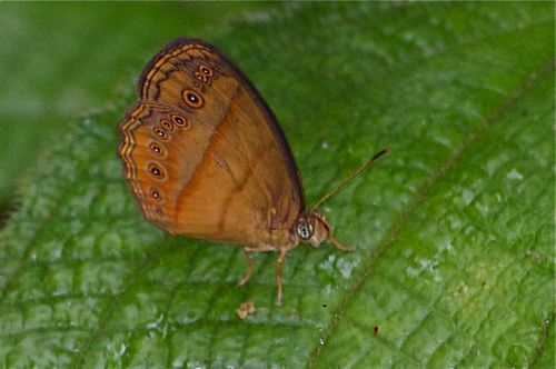 Malayan Bush Brown butterfly picture