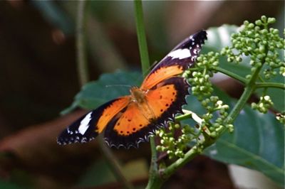 picture of Plain Lacewing butterfly with open wings