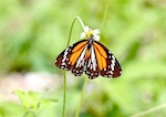 photo of malaysian plain tiger butterfly