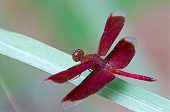 picture of neurothemis fluctuans specie of dragonfly