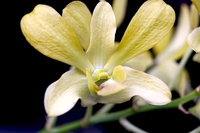 yellowish colored orchids