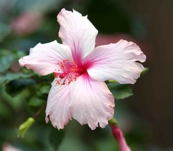 Toronto Blue Jays White Porcelain Flower Pink Hibiscus White