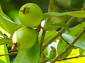 picture of guava fruit on tree