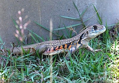 picture of a common butterfly lizard found in malaysia