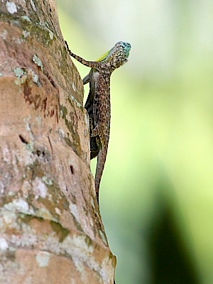 picture of a gliding or flying lizard in malaysia