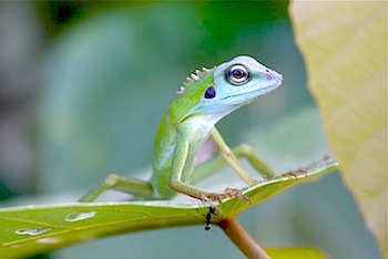 picture of a green-crested lizard in malaysia