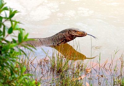 picture of a Malaysian monitor lizard swimming in water