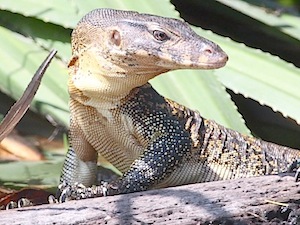 water monitor lizard of malaysia