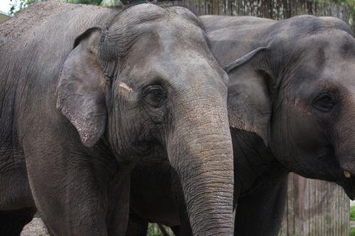 malaysian asian elephant photo