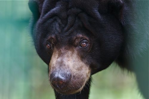 malayan sun bear photo 