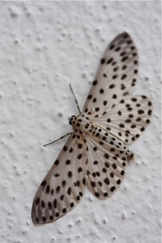 moth of malaysia picture