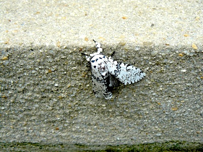 moth photo (female)