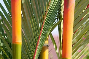 palms in malaysia