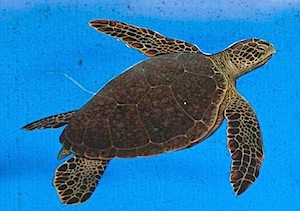 green turtle photo