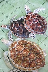 photo of young green turtles in a pool